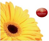 Guildhall Residential lettings